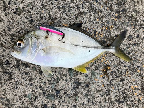 ギンガメアジの釣果