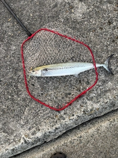 サワラの釣果