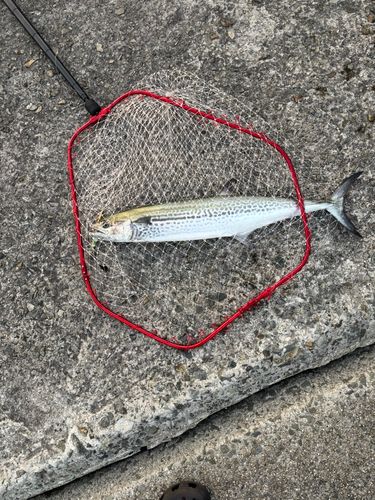 サワラの釣果