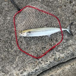サワラ