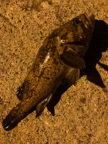 クロソイの釣果