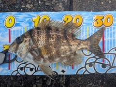 メイチダイの釣果