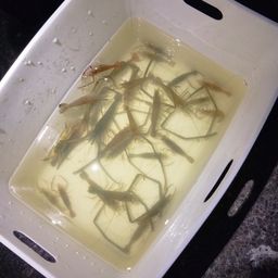 テナガエビ