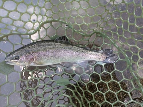 ニジマスの釣果