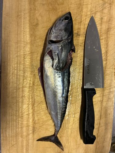マルソウダの釣果