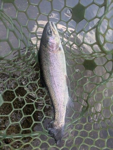 ニジマスの釣果