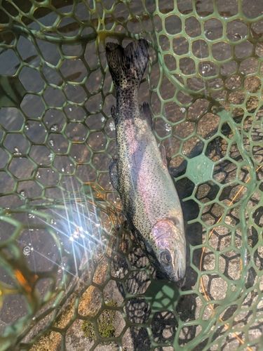 ニジマスの釣果