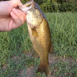 ラージマウスバス