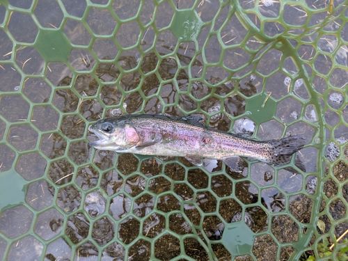 ニジマスの釣果