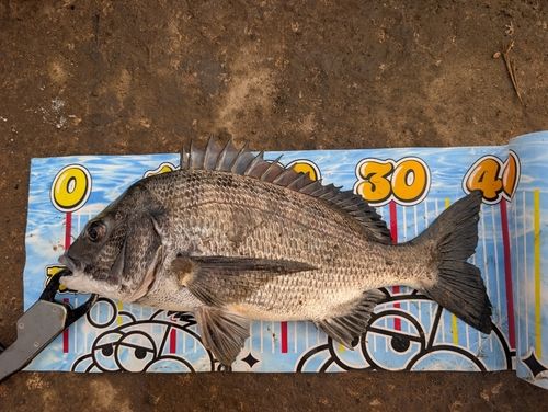クロダイの釣果