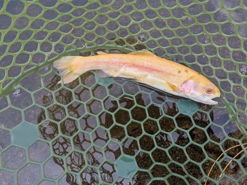 ニジマスの釣果