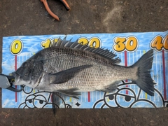 クロダイの釣果