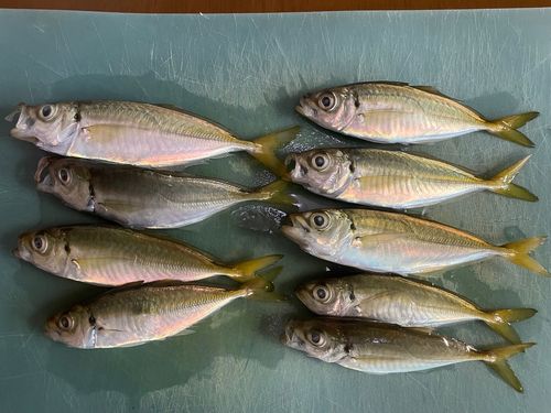 アジの釣果