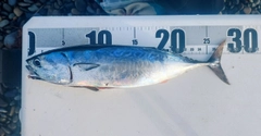 ヒラソウダの釣果