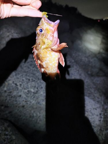 ガシラの釣果