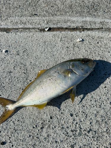 ショゴの釣果