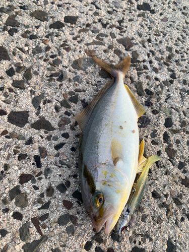 アカビラの釣果