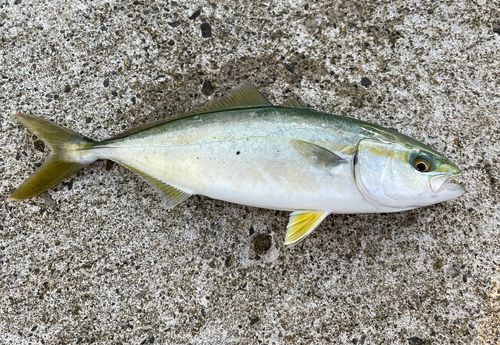 ワカシの釣果