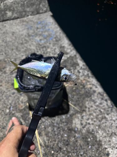 マアジの釣果