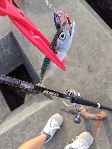 サバの釣果