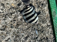 シマダイの釣果