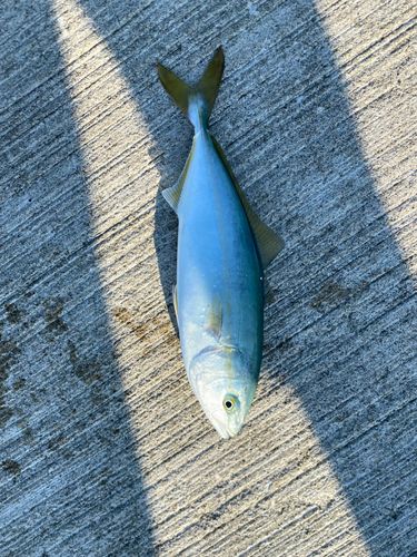 ワカシの釣果