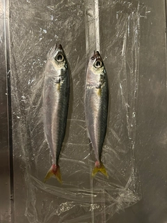 サバの釣果