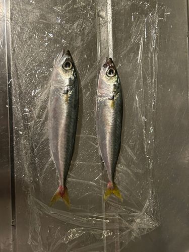 サバの釣果