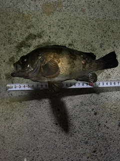 アカメバルの釣果