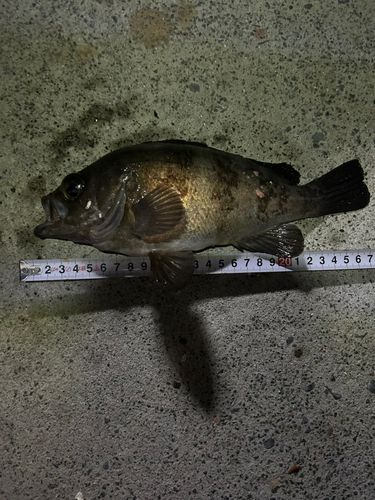 アカメバルの釣果
