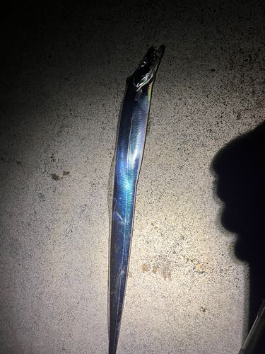 タチウオの釣果