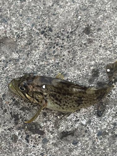 クロソイの釣果