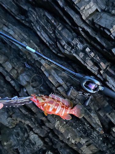 アカハタの釣果