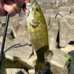 スモールマウスバス