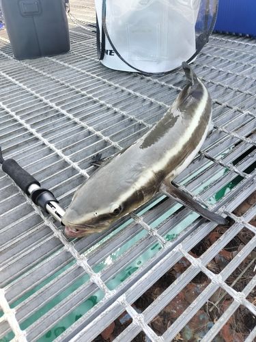 スギの釣果