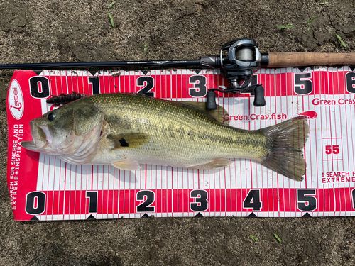 ブラックバスの釣果