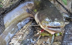 ナマズの釣果