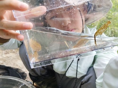 オヤニラミの釣果