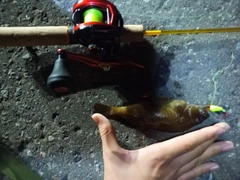 ガヤの釣果
