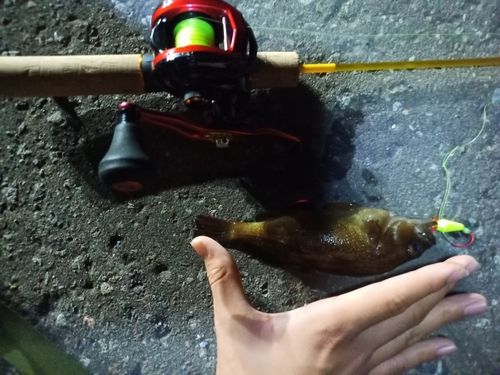 ガヤの釣果