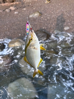 ショゴの釣果