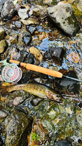 イワナの釣果