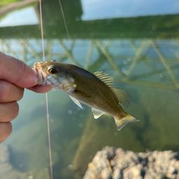 スモールマウスバス