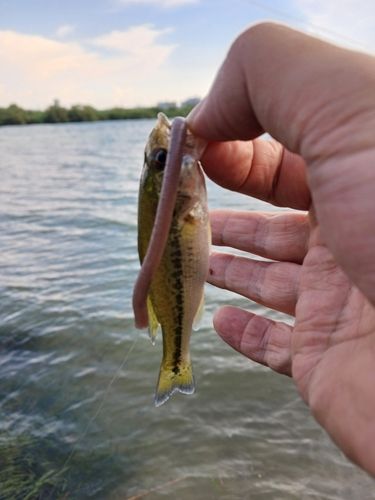 ラージマウスバスの釣果