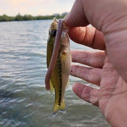 ラージマウスバス