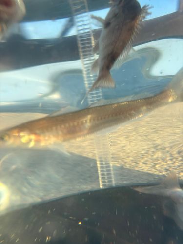 シロギスの釣果