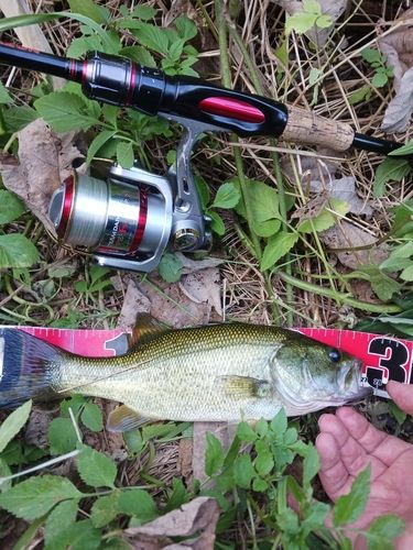 ラージマウスバスの釣果