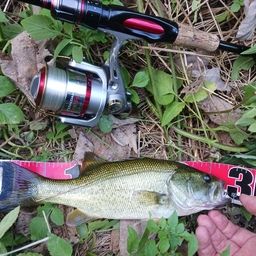 ラージマウスバス