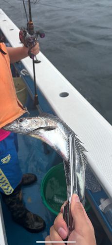 タチウオの釣果