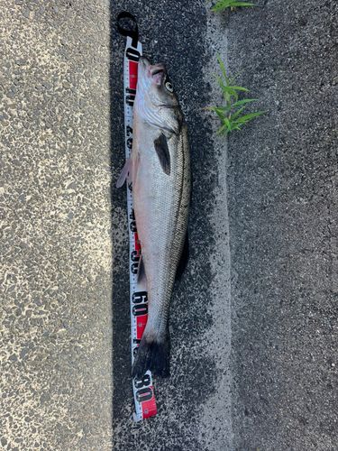 スズキの釣果